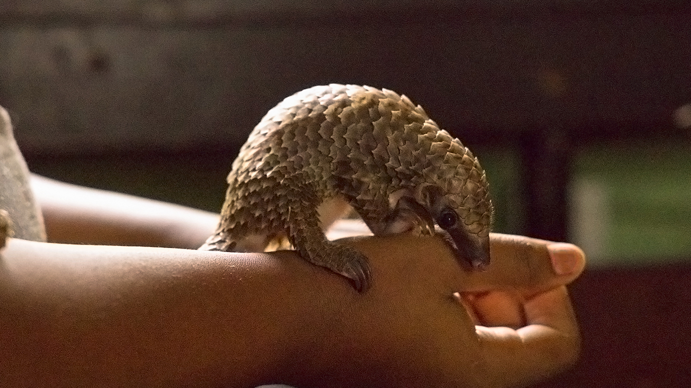 Baby pangolin being held.