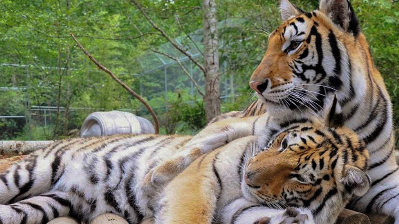 Suri and Tabbi.