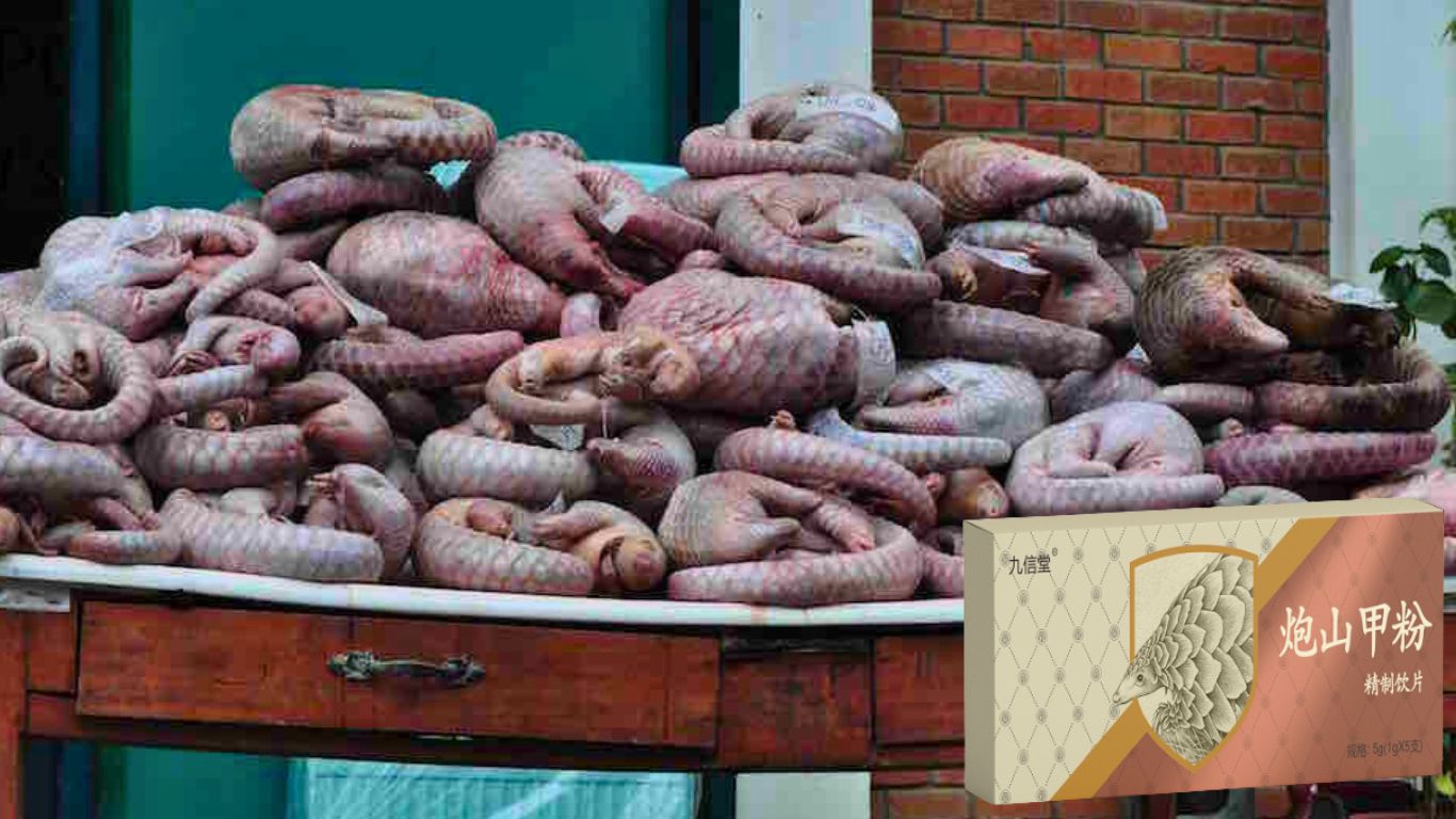 Trafficked Pangolins