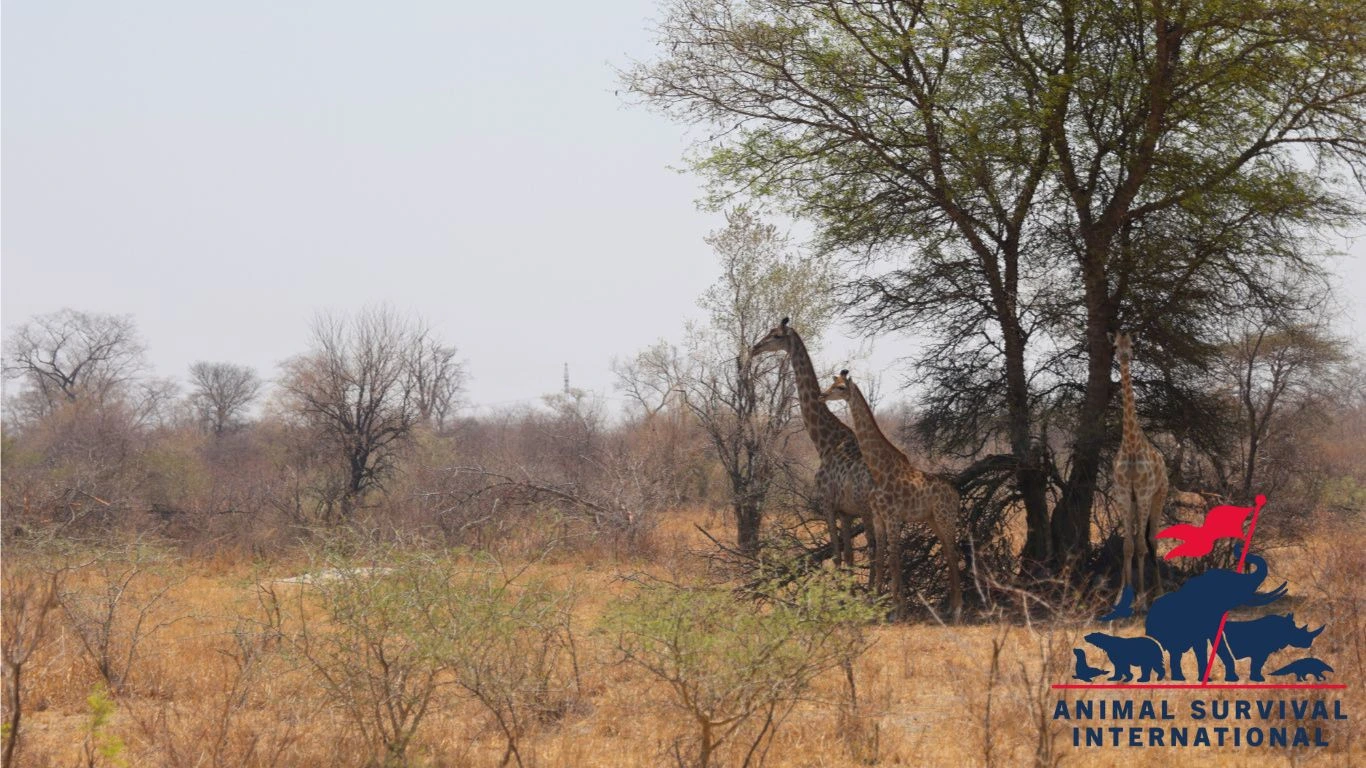 Giraffes taking what little shade they can under some trees.