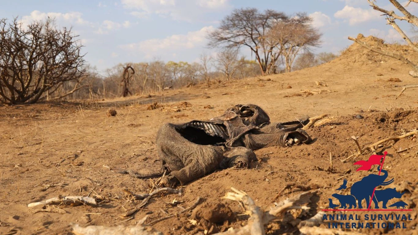 Dried out carcass of a baby elephant